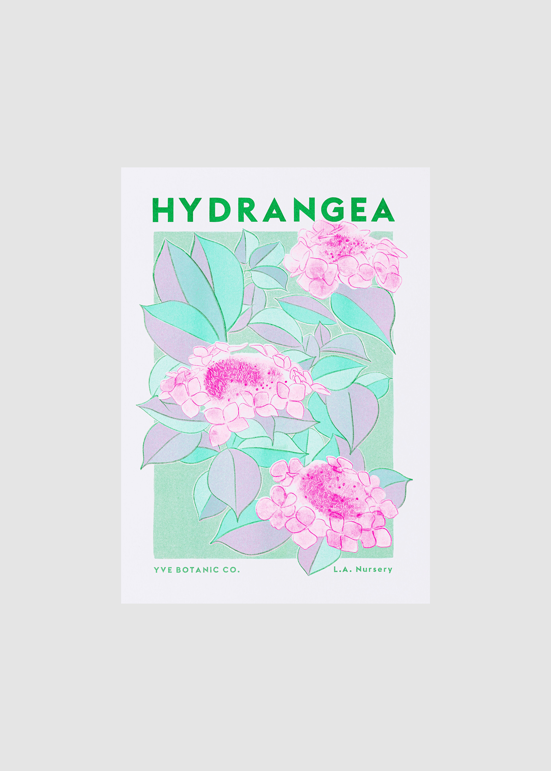 Hydrangea Flower Risograph Print: A3 29.7 x 42 cm