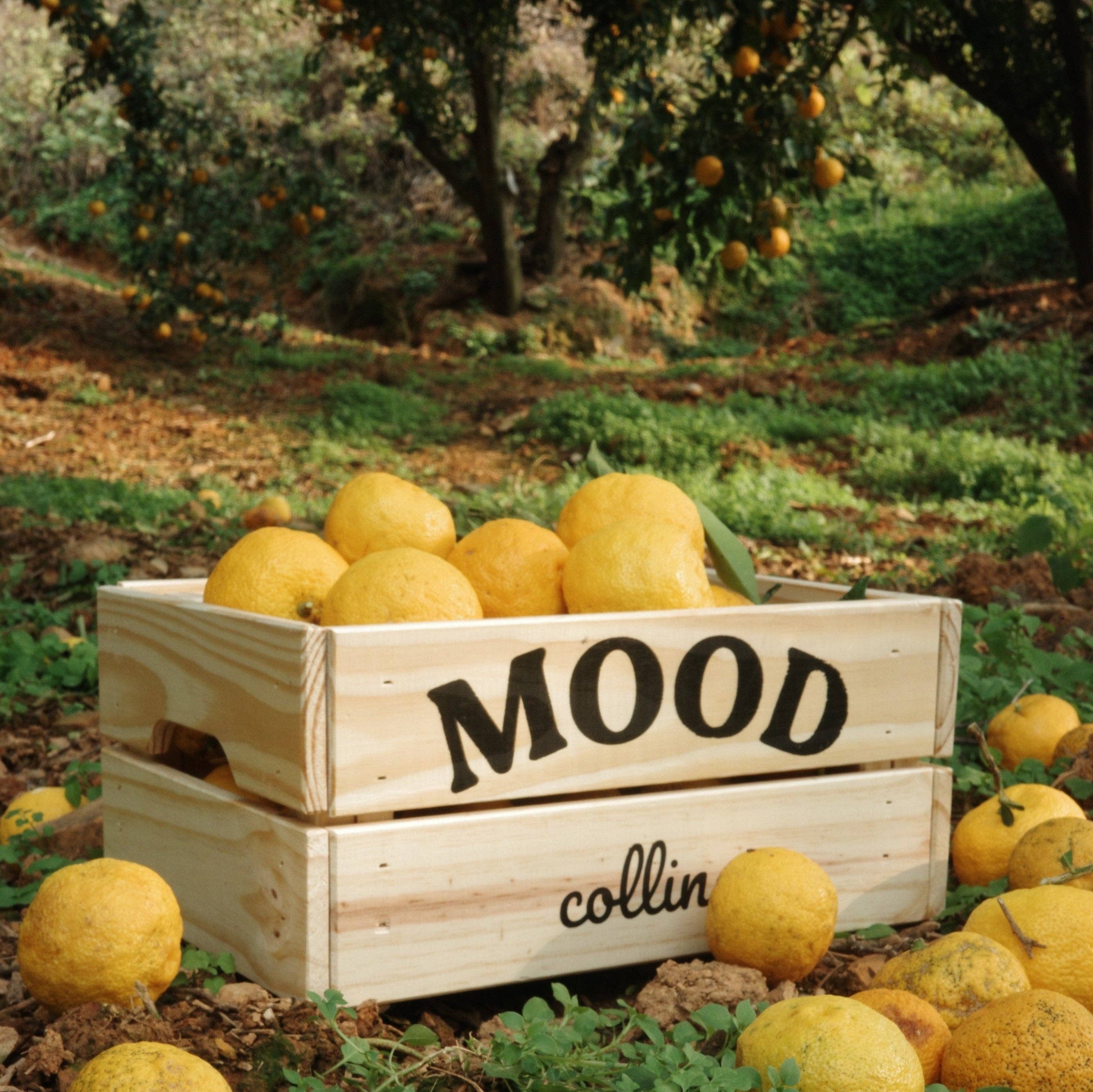 Collins - All Purpose Fragrance - Mood Water Namhae Yuja